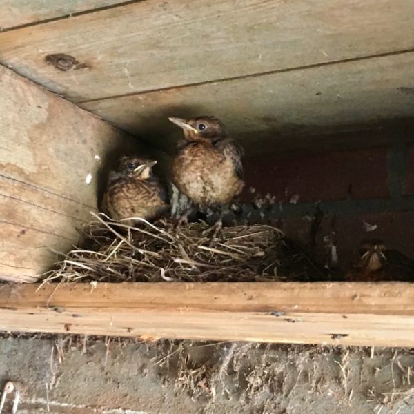 Nieuwe Bodem - duurzaam walnoten hazelnoten biodiversiteit agrobosbouw 467