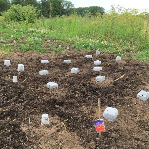 Nieuwe Bodem - duurzaam walnoten hazelnoten biodiversiteit agrobosbouw 468