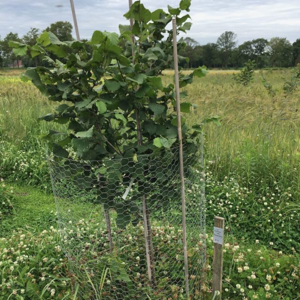 Nieuwe Bodem - duurzaam walnoten hazelnoten biodiversiteit agrobosbouw 469