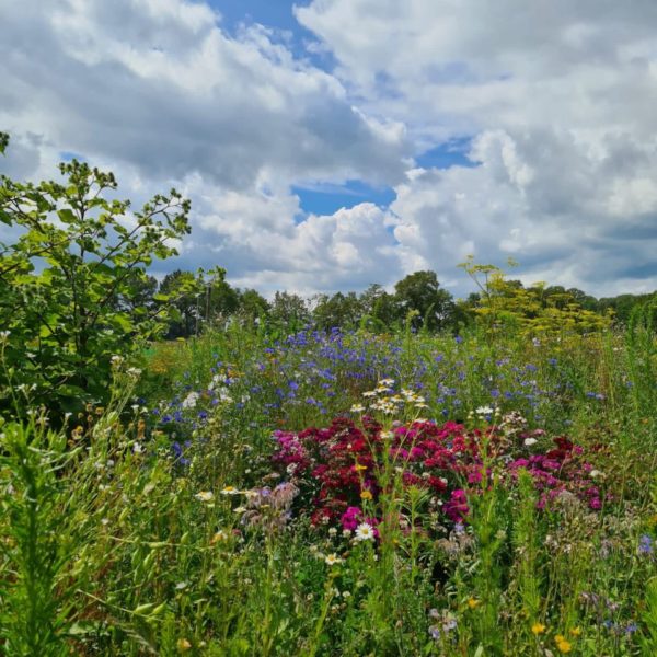 Nieuwe Bodem - duurzaam walnoten hazelnoten biodiversiteit agrobosbouw 471