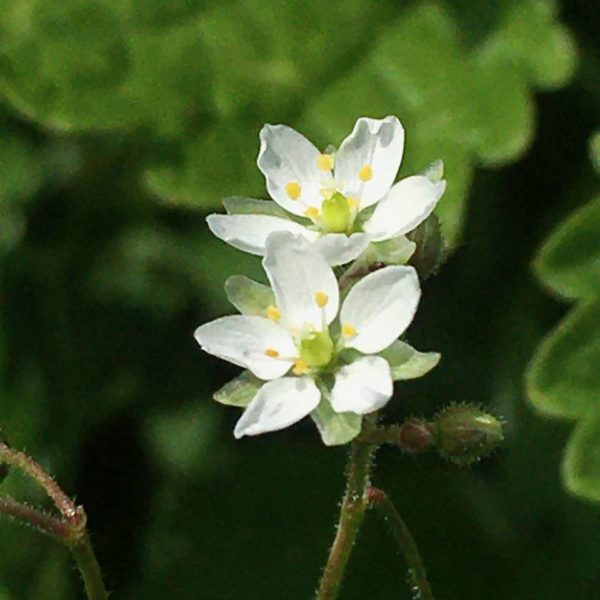 Nieuwe Bodem - duurzaam walnoten hazelnoten biodiversiteit agrobosbouw 476