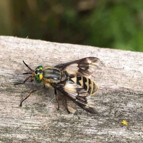 Nieuwe Bodem - duurzaam walnoten hazelnoten biodiversiteit agrobosbouw 477