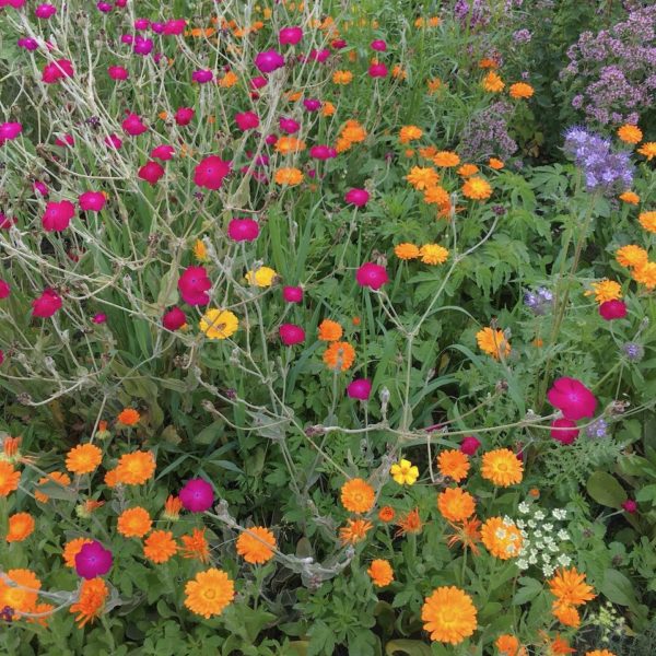 Nieuwe Bodem - duurzaam walnoten hazelnoten biodiversiteit agrobosbouw 478