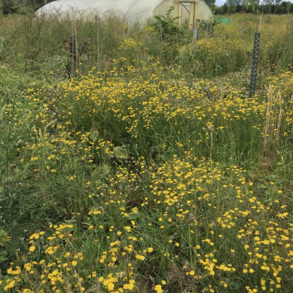 Nieuwe Bodem - duurzaam walnoten hazelnoten biodiversiteit agrobosbouw 479