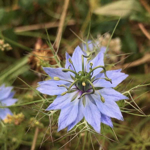 Nieuwe Bodem - duurzaam walnoten hazelnoten biodiversiteit agrobosbouw 481