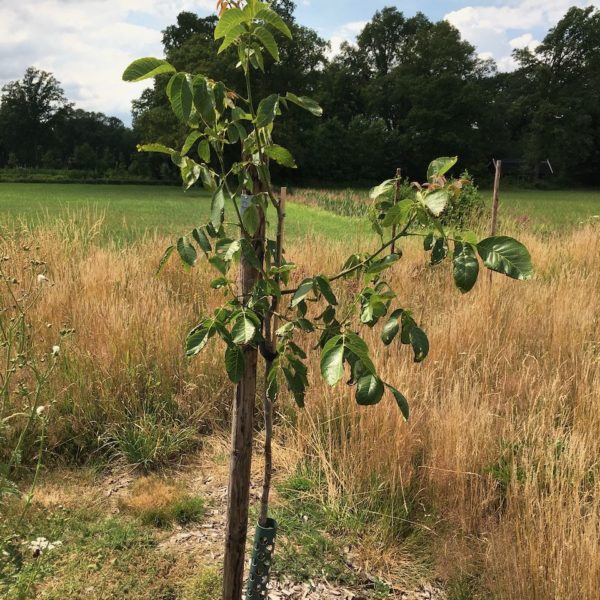 Nieuwe Bodem - duurzaam walnoten hazelnoten biodiversiteit agrobosbouw 482