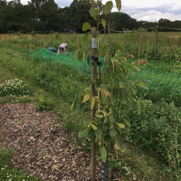 Nieuwe Bodem - duurzaam walnoten hazelnoten biodiversiteit agrobosbouw 483
