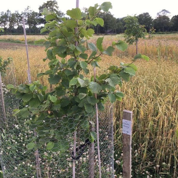 Nieuwe Bodem - duurzaam walnoten hazelnoten biodiversiteit agrobosbouw 484