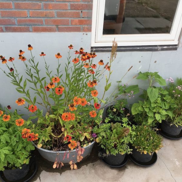 Nieuwe Bodem - duurzaam walnoten hazelnoten biodiversiteit agrobosbouw 485