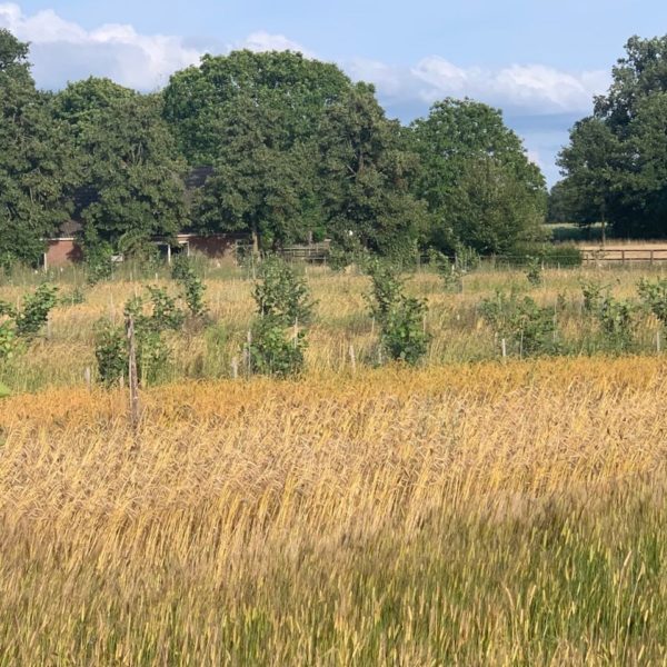 Nieuwe Bodem - duurzaam walnoten hazelnoten biodiversiteit agrobosbouw 486