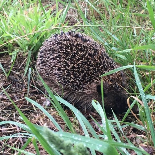 Nieuwe Bodem - duurzaam walnoten hazelnoten biodiversiteit agrobosbouw 491