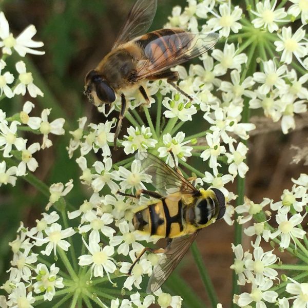 Nieuwe Bodem - duurzaam walnoten hazelnoten biodiversiteit agrobosbouw 493