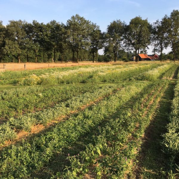 Nieuwe Bodem - duurzaam walnoten hazelnoten biodiversiteit agrobosbouw 495