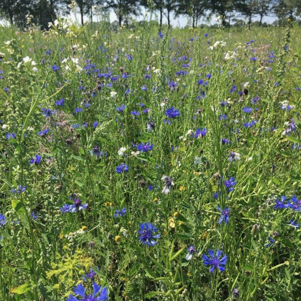 Nieuwe Bodem - duurzaam walnoten hazelnoten biodiversiteit agrobosbouw 497