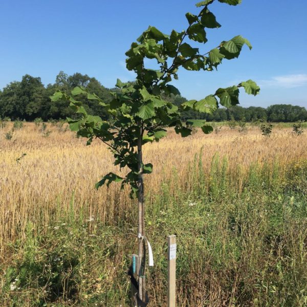 Nieuwe Bodem - duurzaam walnoten hazelnoten biodiversiteit agrobosbouw 498