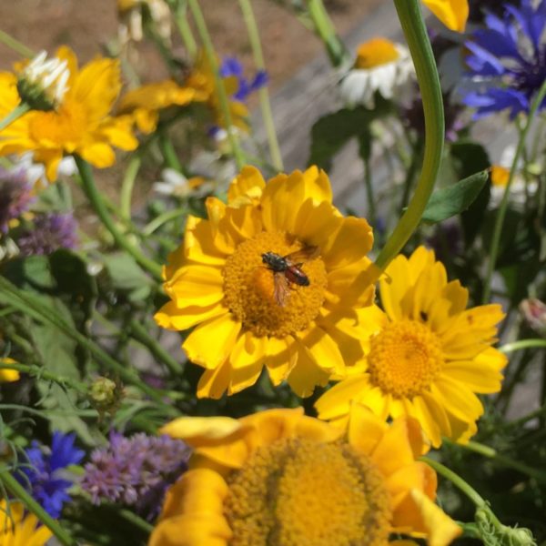 Nieuwe Bodem - duurzaam walnoten hazelnoten biodiversiteit agrobosbouw 499