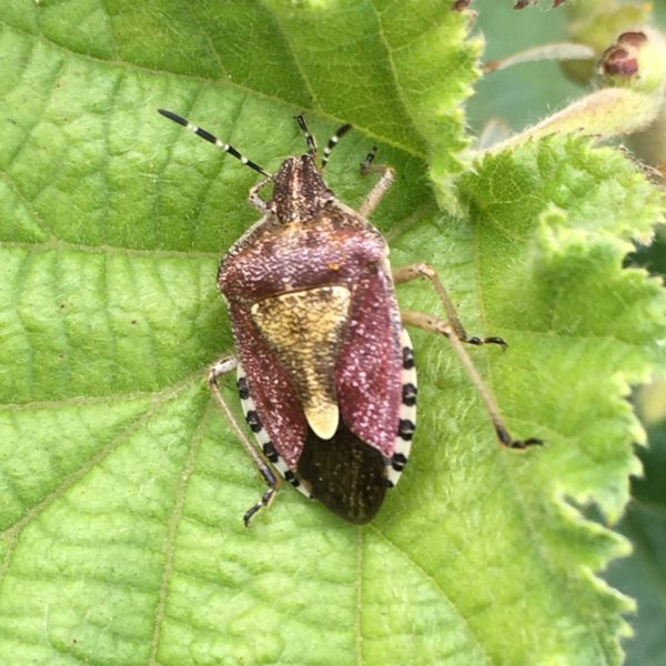 Bessenschildwants (Dolycoris baccarum)