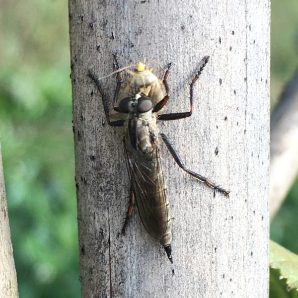 Gewone roofvlieg (Tolmerus atricapillus)