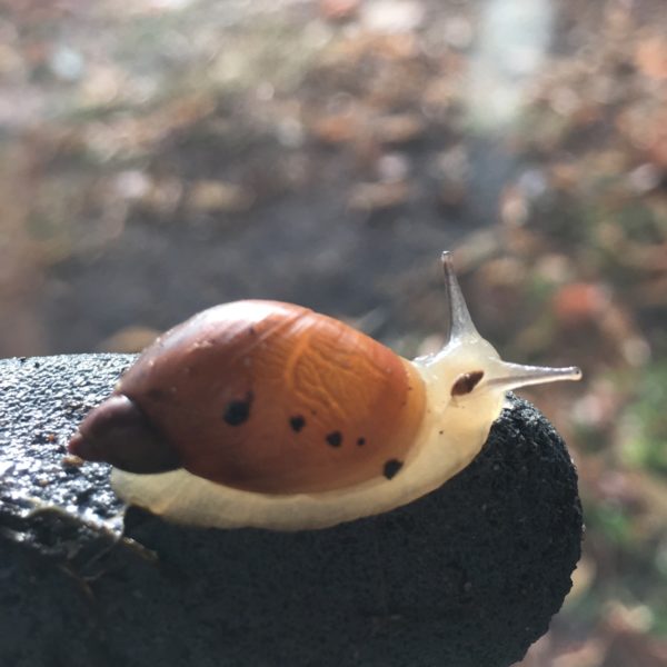 Nieuwe Bodem - duurzaam walnoten hazelnoten biodiversiteit agrobosbouw 502
