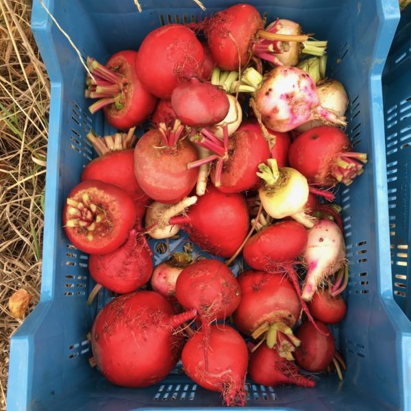 Nieuwe Bodem - duurzaam walnoten hazelnoten biodiversiteit agrobosbouw 504