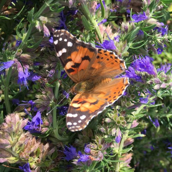 Nieuwe Bodem - duurzaam walnoten hazelnoten biodiversiteit agrobosbouw 505