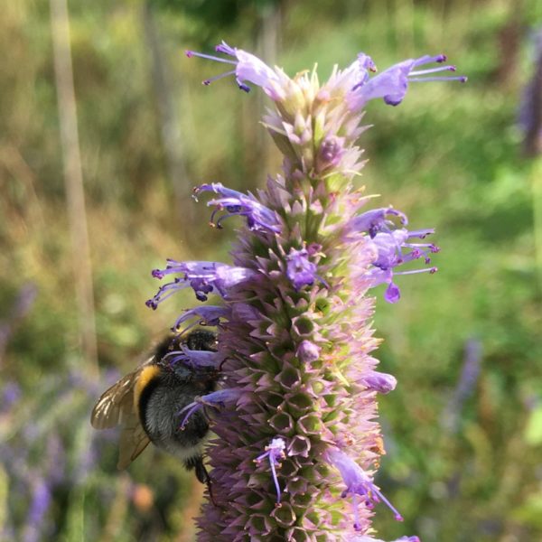 Nieuwe Bodem - duurzaam walnoten hazelnoten biodiversiteit agrobosbouw 506
