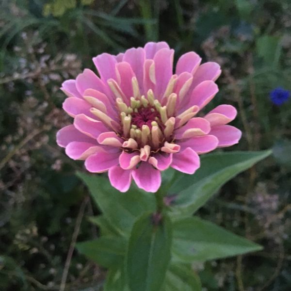 Nieuwe Bodem - duurzaam walnoten hazelnoten biodiversiteit agrobosbouw 508