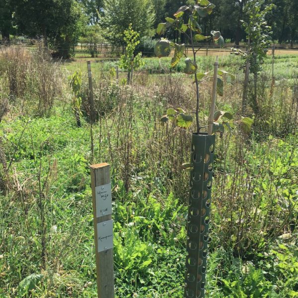 Nieuwe Bodem - duurzaam walnoten hazelnoten biodiversiteit agrobosbouw 509