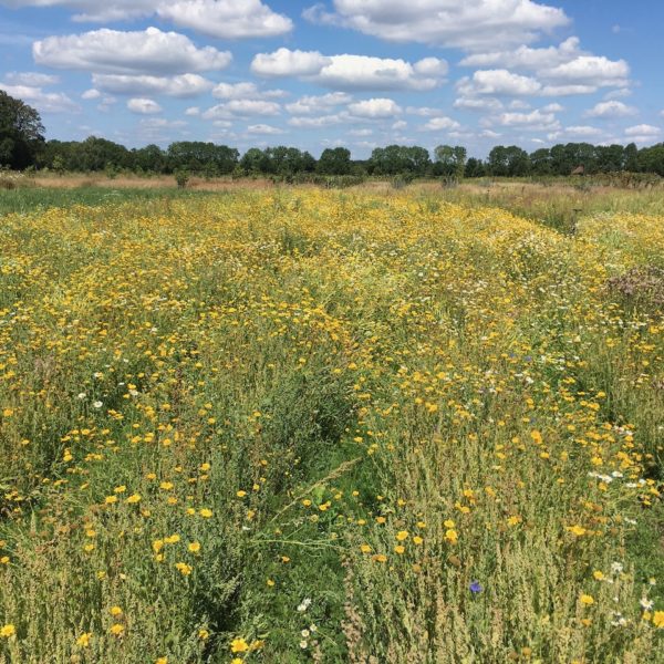 Nieuwe Bodem - duurzaam walnoten hazelnoten biodiversiteit agrobosbouw 512