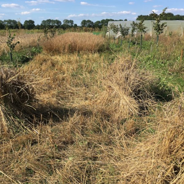 Nieuwe Bodem - duurzaam walnoten hazelnoten biodiversiteit agrobosbouw 513