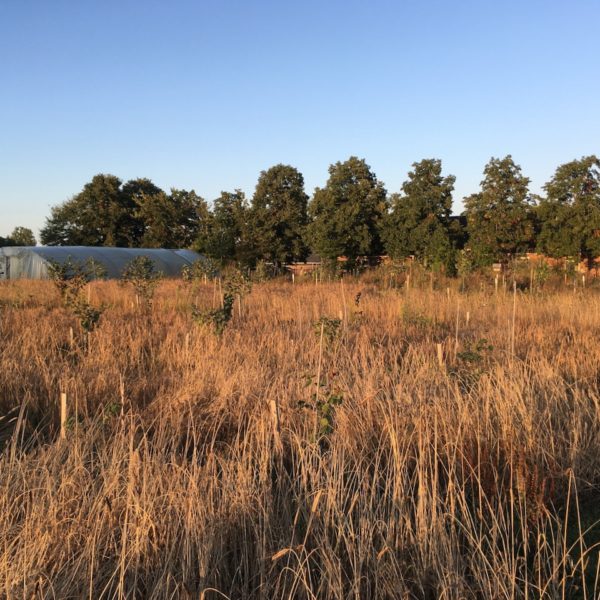 Nieuwe Bodem - duurzaam walnoten hazelnoten biodiversiteit agrobosbouw 514