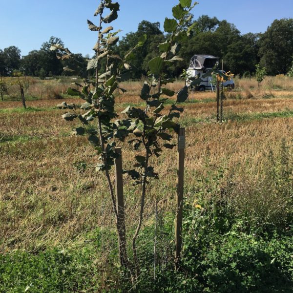 Nieuwe Bodem - duurzaam walnoten hazelnoten biodiversiteit agrobosbouw 516