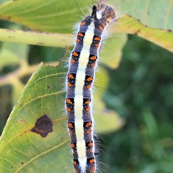 Psi-uil (Acronicta psi)