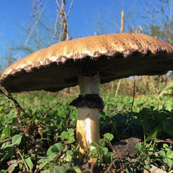 Blauwplaatstropharia (Stropharia rugosoannulata)