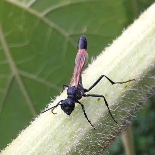 Grote rupsendoder (Ammophila sabulosa)