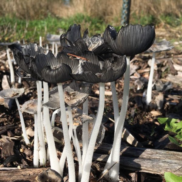 Hazenpootje (Coprinopsis lagopus)
