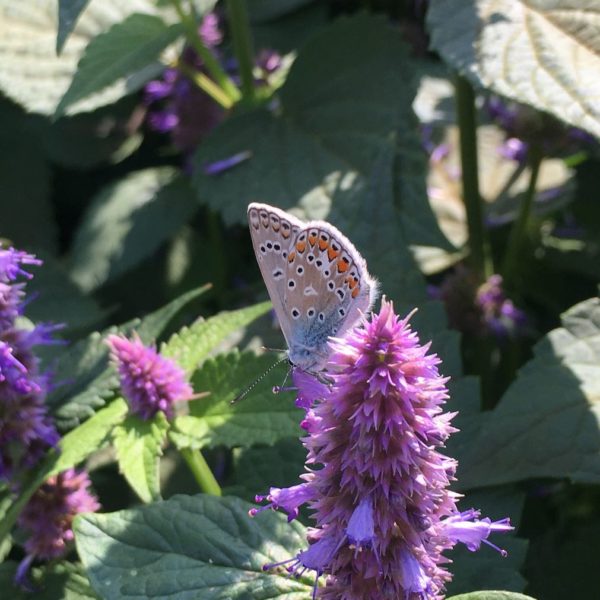 Icarusblauwtje (Polyommatus icarus)