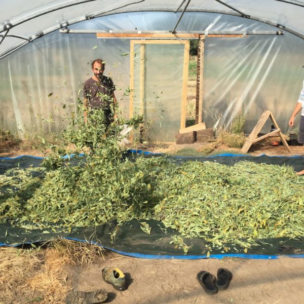 Nieuwe Bodem - duurzaam walnoten hazelnoten biodiversiteit agrobosbouw 519