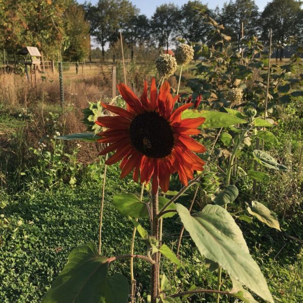 Nieuwe Bodem - duurzaam walnoten hazelnoten biodiversiteit agrobosbouw 524