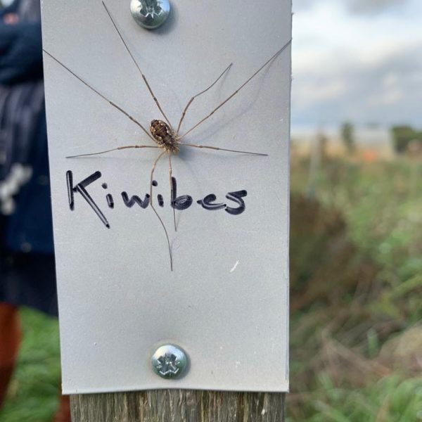 Nieuwe Bodem - duurzaam walnoten hazelnoten biodiversiteit agrobosbouw 534