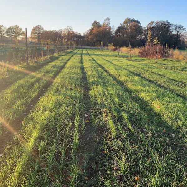 Nieuwe Bodem - duurzaam walnoten hazelnoten biodiversiteit agrobosbouw 547