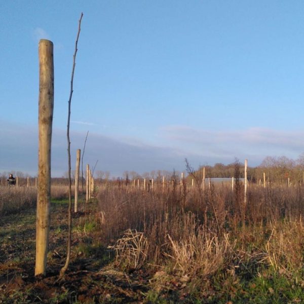 Nieuwe Bodem - duurzaam walnoten hazelnoten biodiversiteit agrobosbouw 567