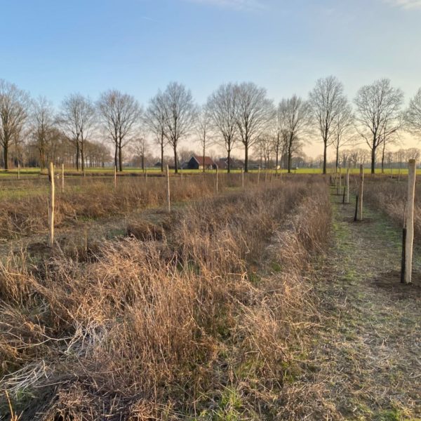 Nieuwe Bodem - duurzaam walnoten hazelnoten biodiversiteit agrobosbouw 568