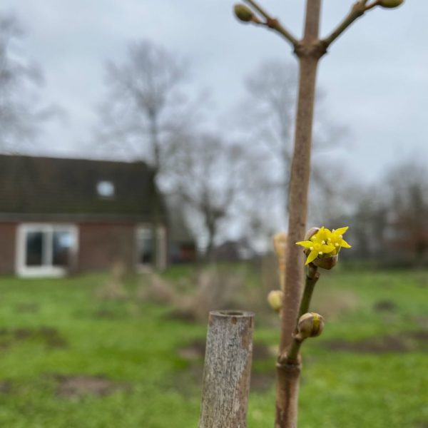 Nieuwe Bodem - duurzaam walnoten hazelnoten biodiversiteit agrobosbouw 569
