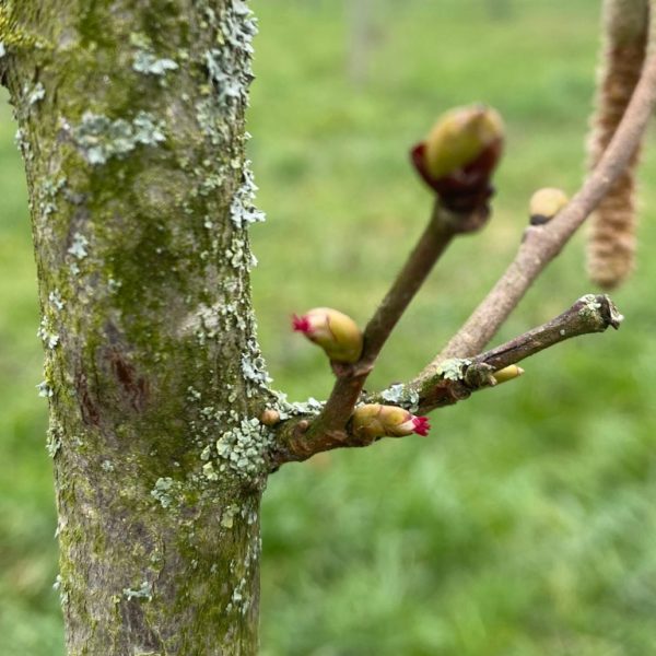 Nieuwe Bodem - duurzaam walnoten hazelnoten biodiversiteit agrobosbouw 570