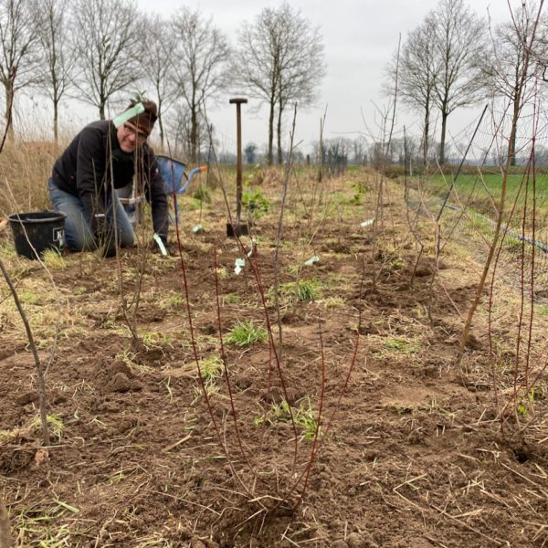 Windsingel aanplant 2023