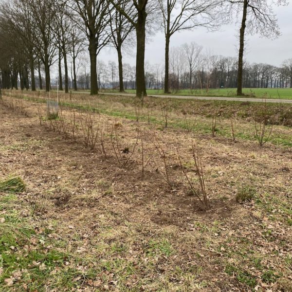 Zwarte bessen aanplant 2023