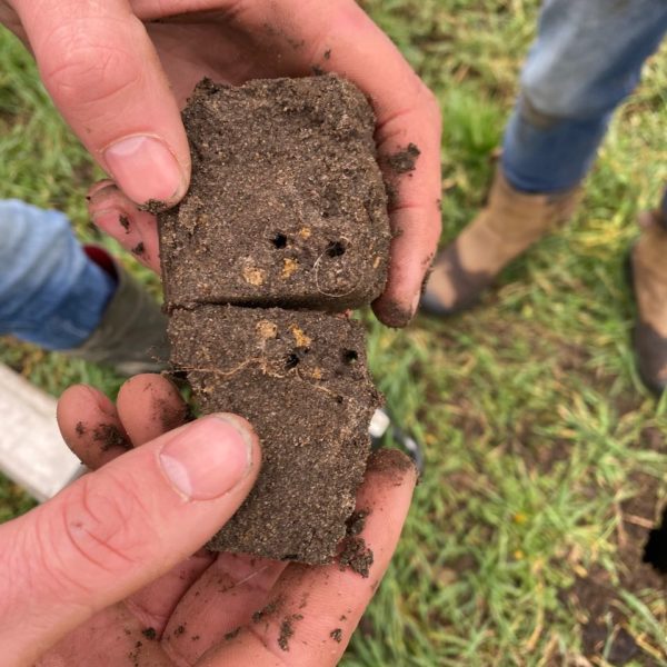 Nieuwe Bodem - duurzaam walnoten hazelnoten biodiversiteit agrobosbouw 574