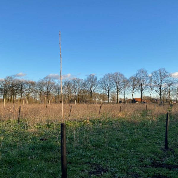 Nieuwe Bodem - duurzaam walnoten hazelnoten biodiversiteit agrobosbouw 577