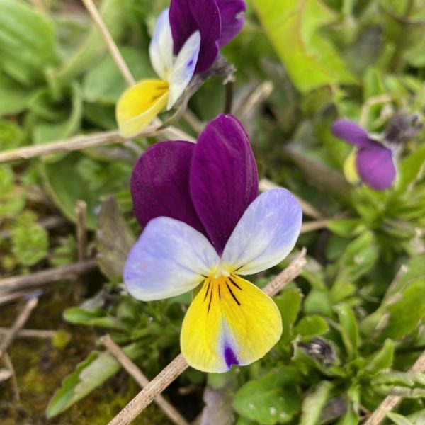 Driekleurig viooltje (Viola tricolor)